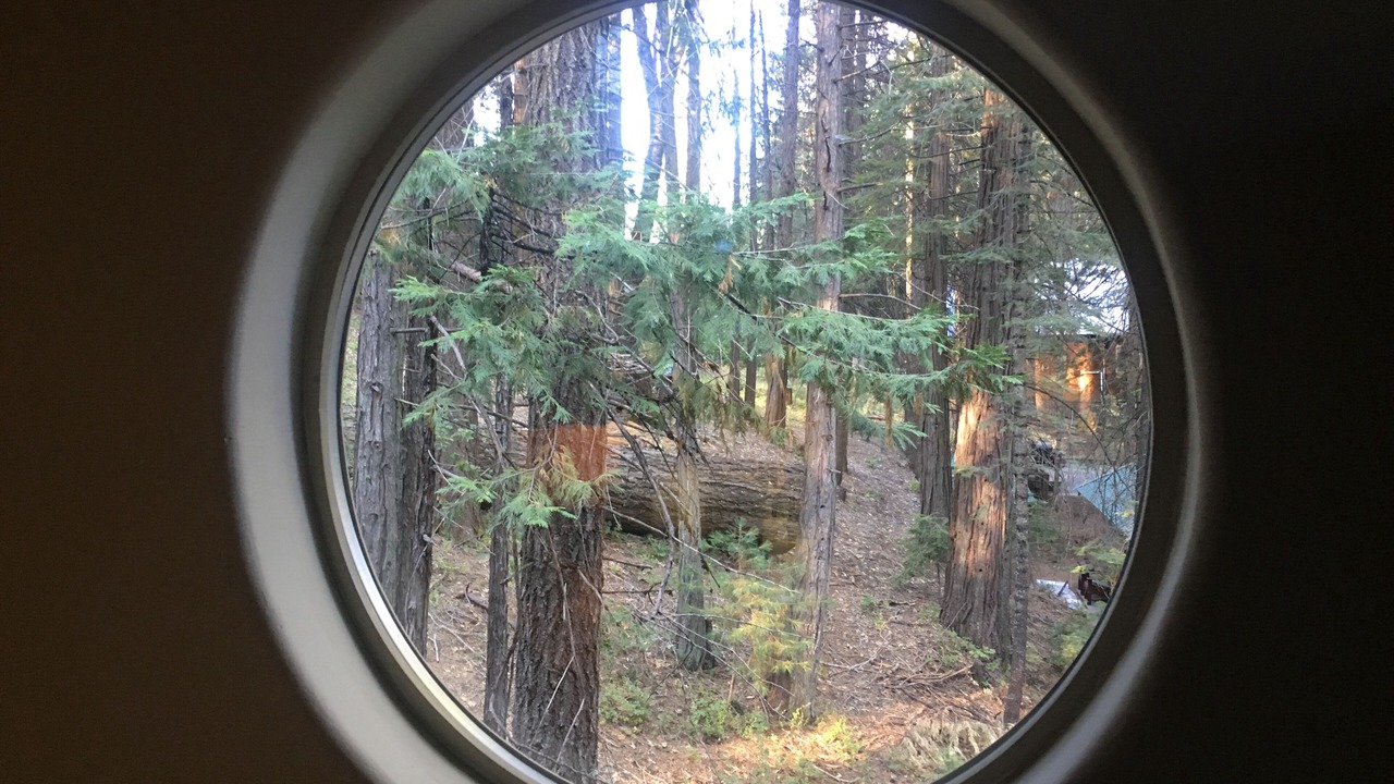 Photo of Others in Sugar Pine