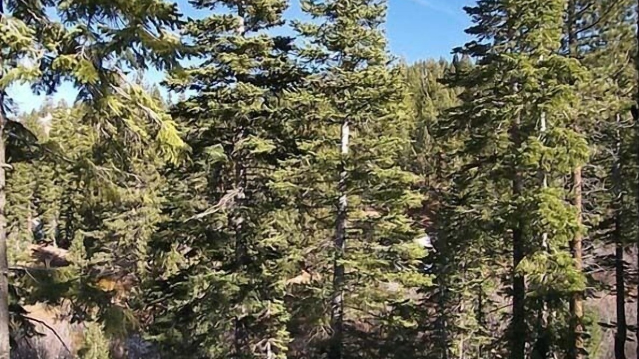 Photo of Outdoor in Incline Village