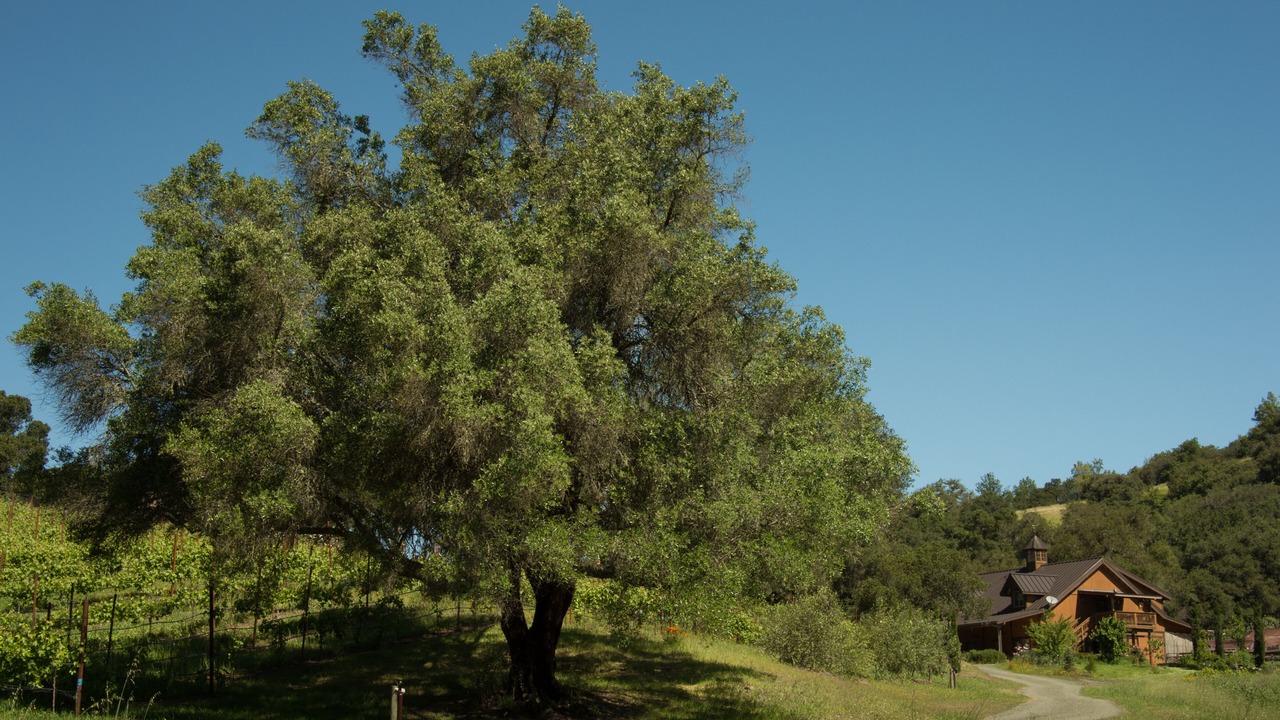 Photo of Others in Santa Rosa