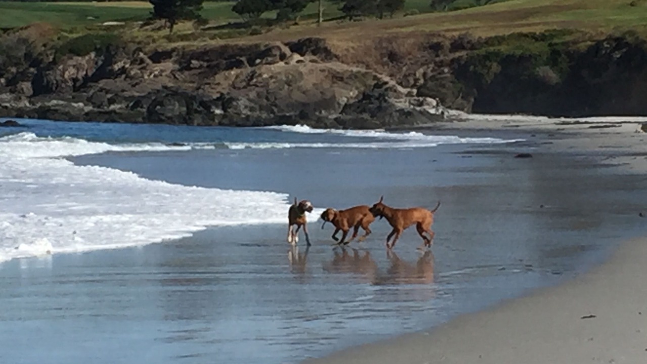 Photo of Others in Northeast Carmel