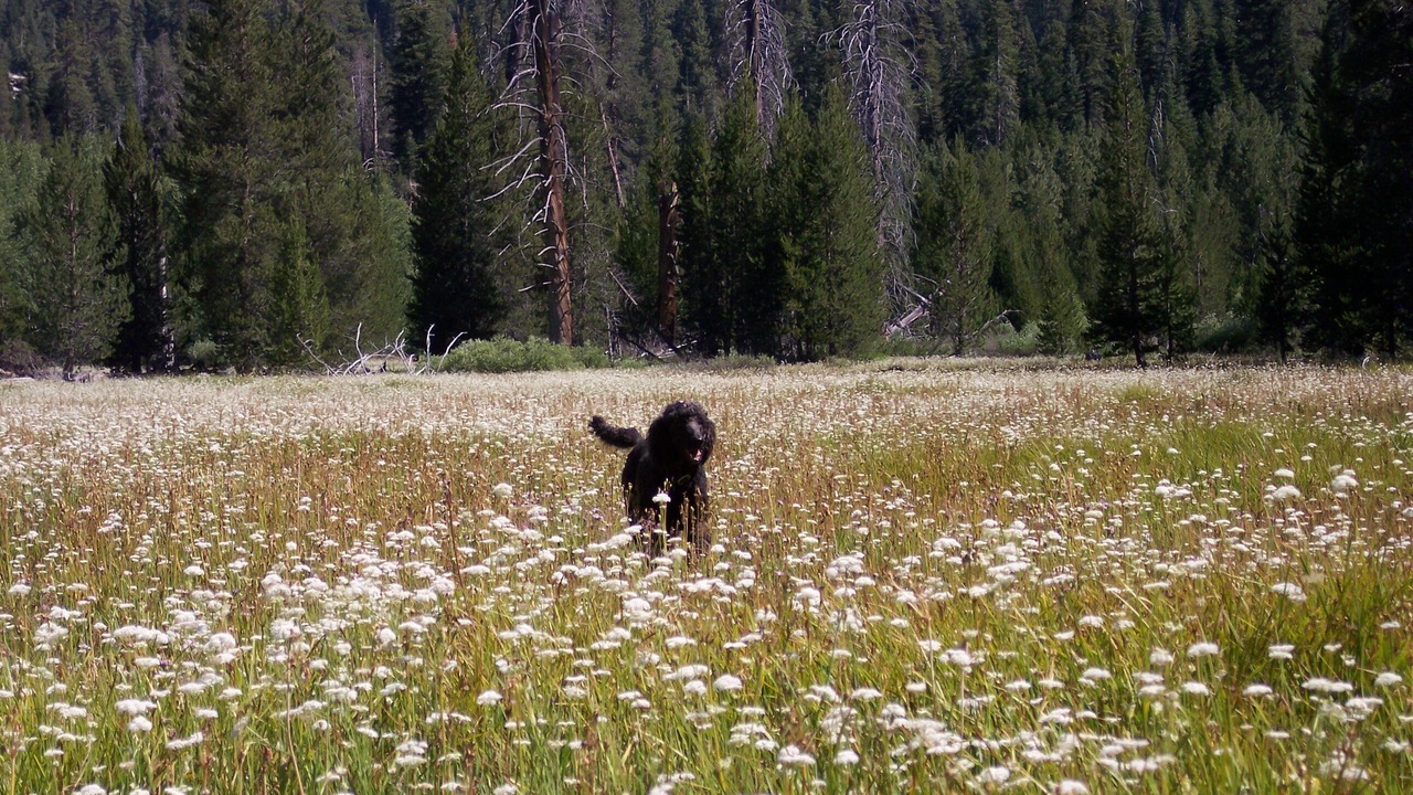 Photo of Others in Ponderosa