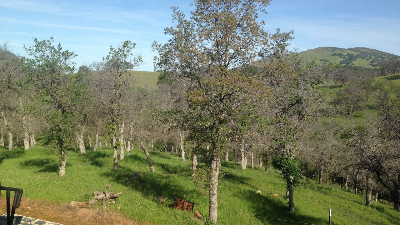 Photo of Outdoor in Catheys Valley