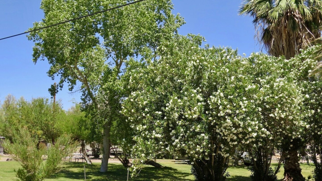Photo of Others in Shoshone