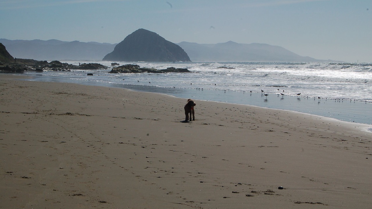 Photo of Others in Morro Bay