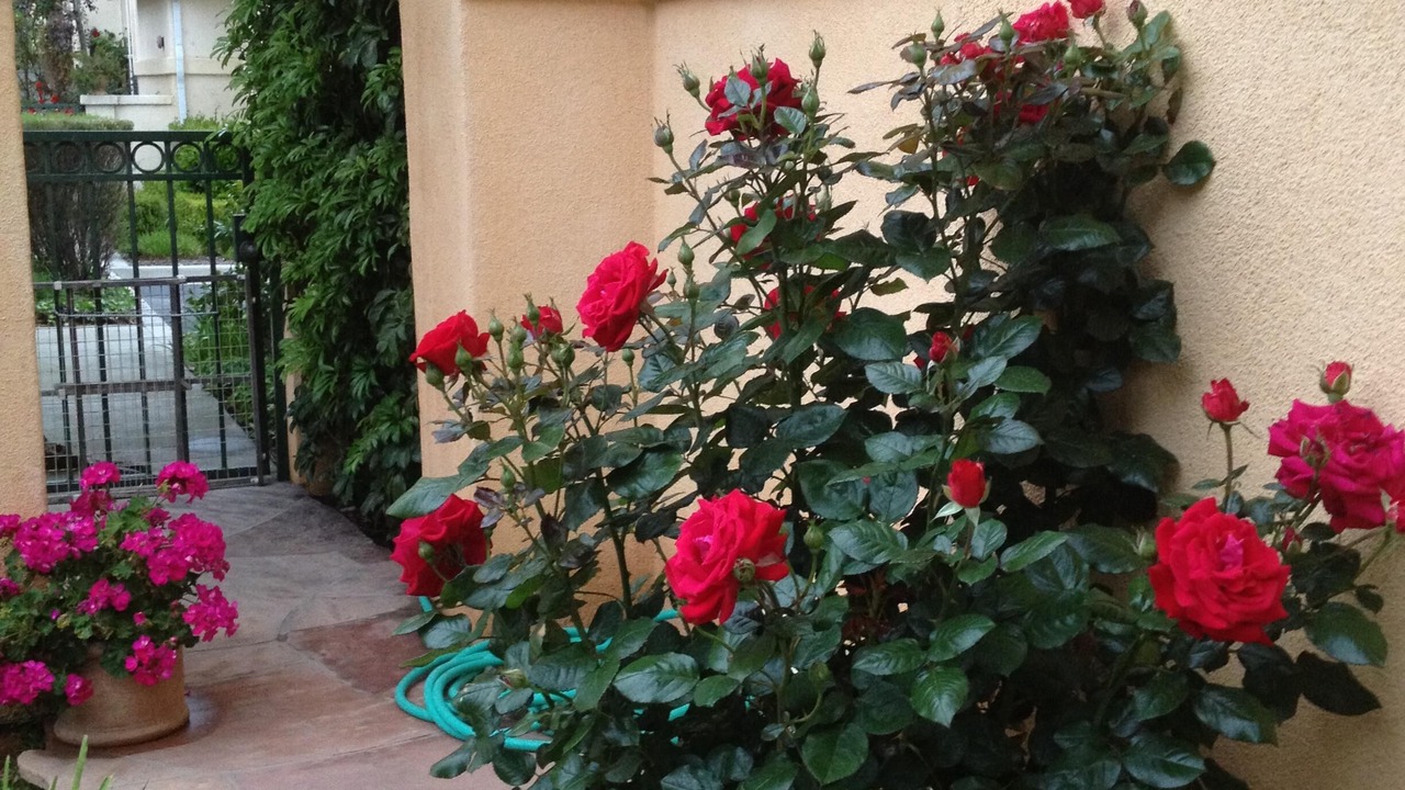 Photo of Outdoor in San Juan Capistrano