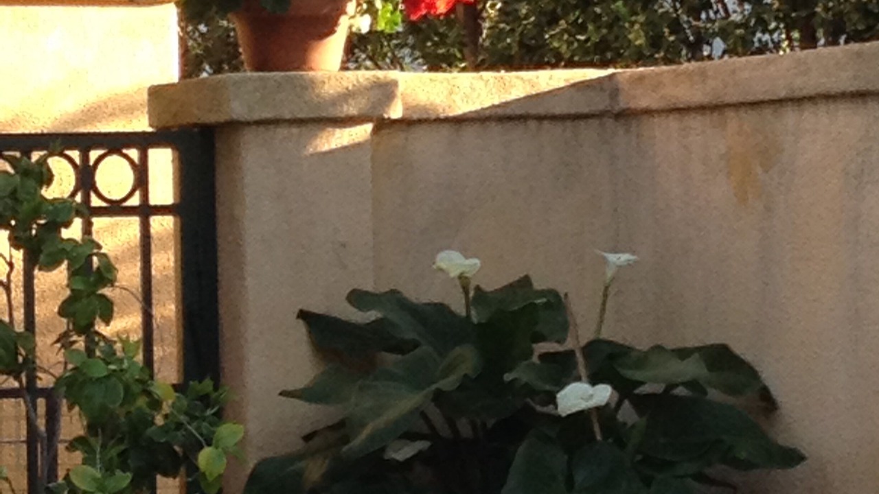 Photo of Outdoor in San Juan Capistrano