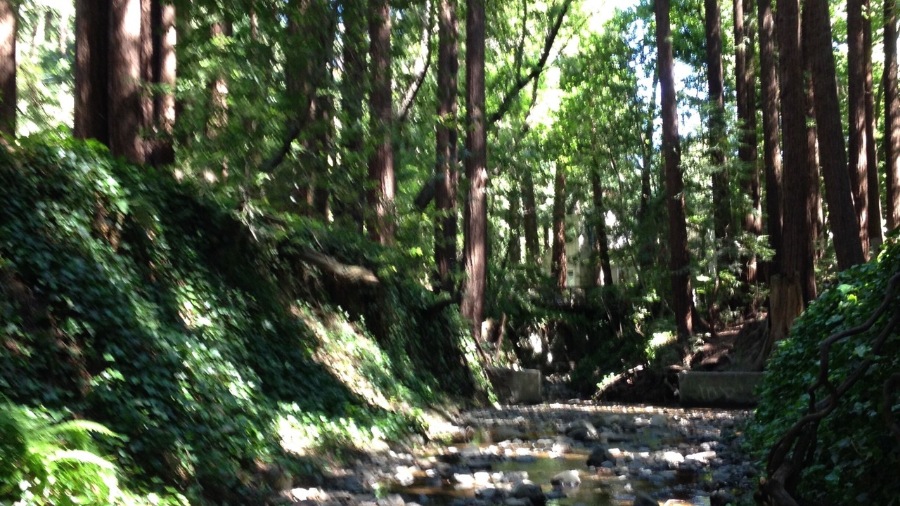 Photo of Others in Mill Valley