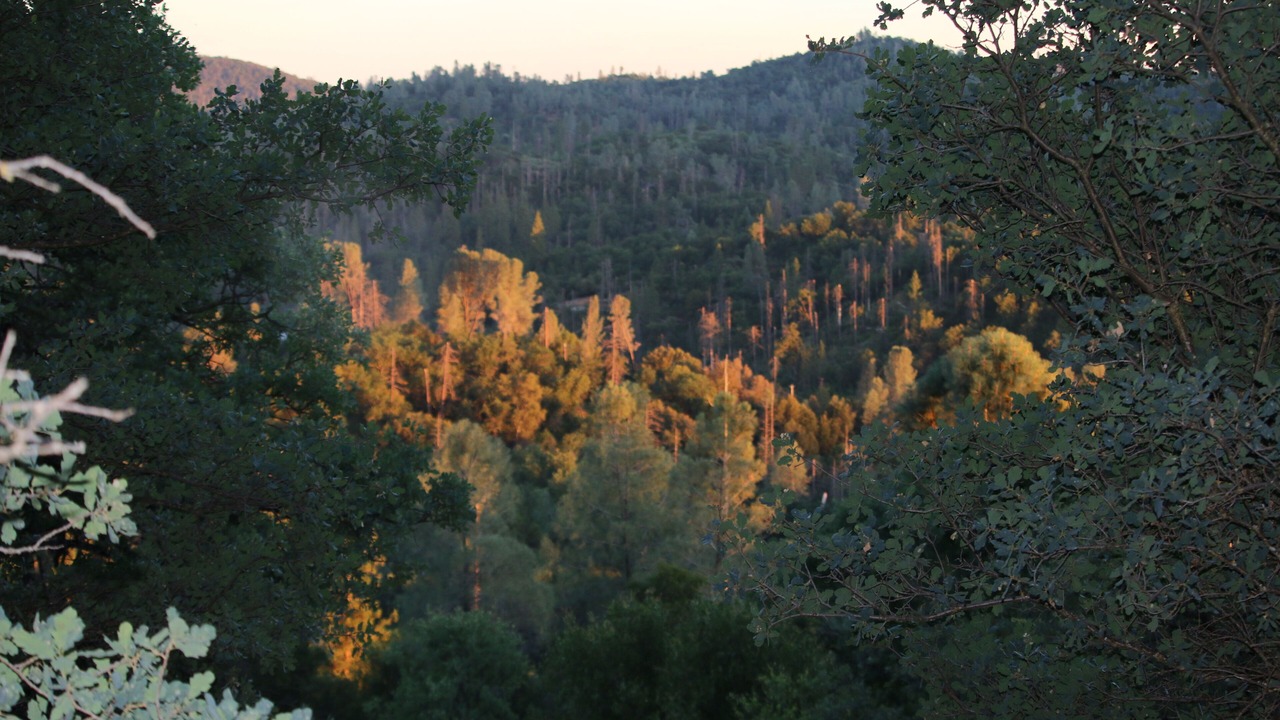 Photo of Others in Midpines