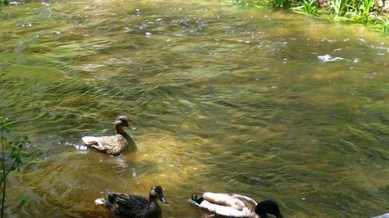 Photo of Others in June Lake