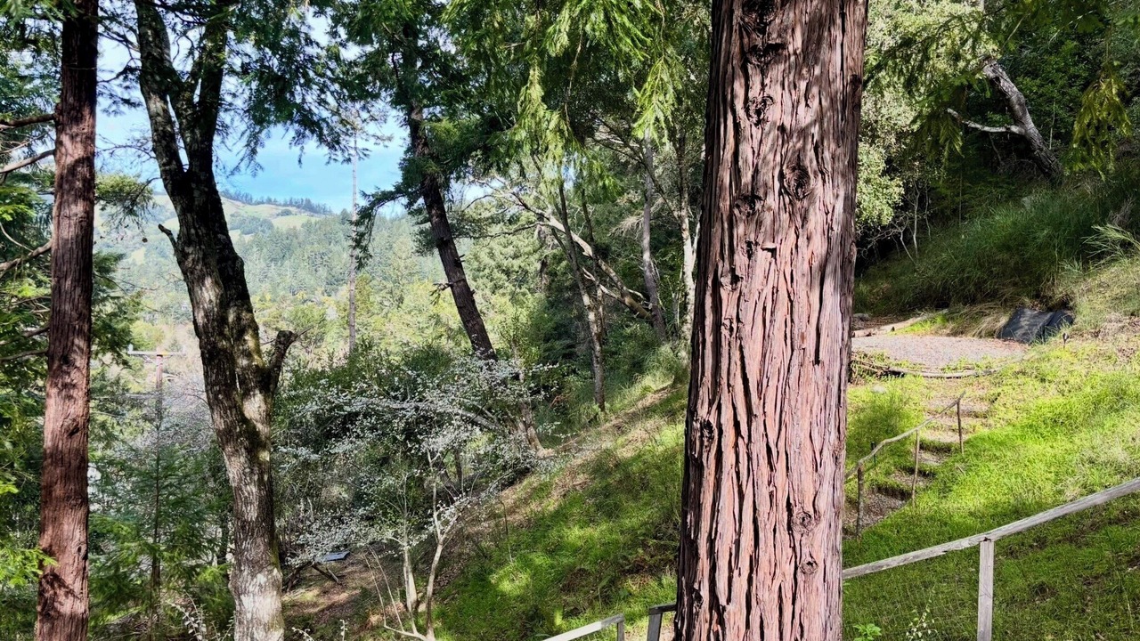 Photo of Outdoor in Forest Knolls