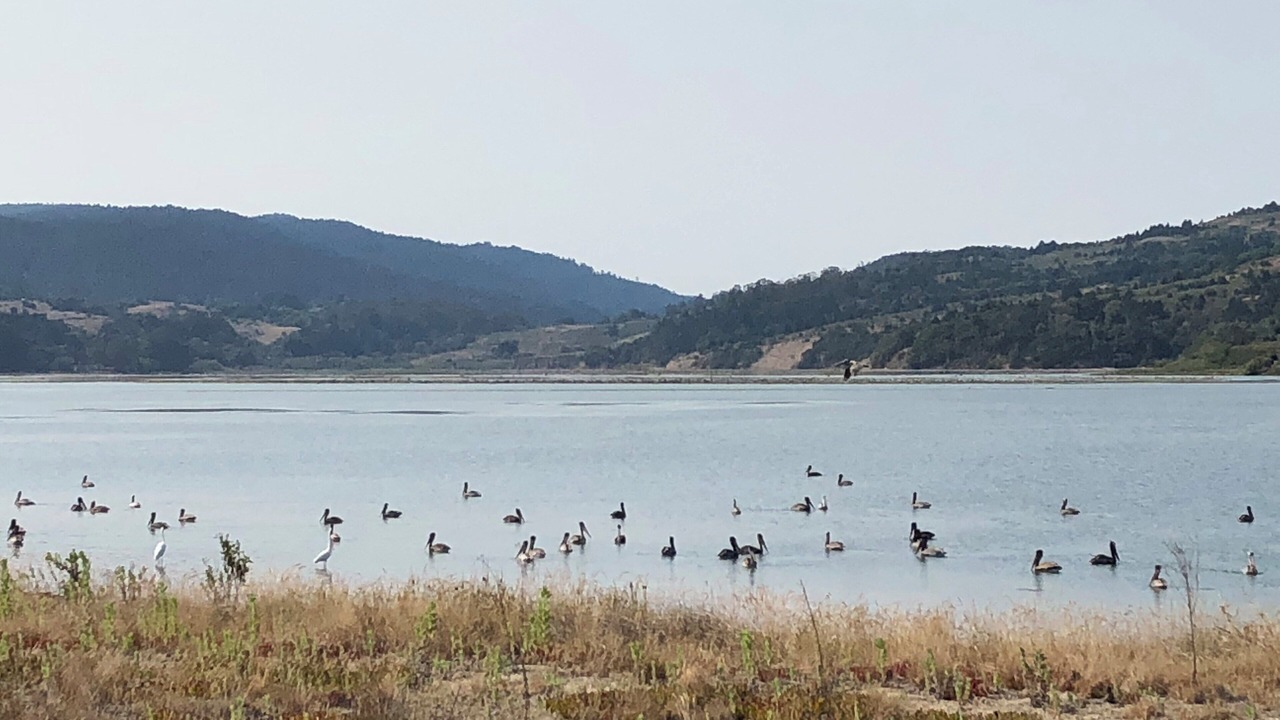Photo of Others in Stinson Beach