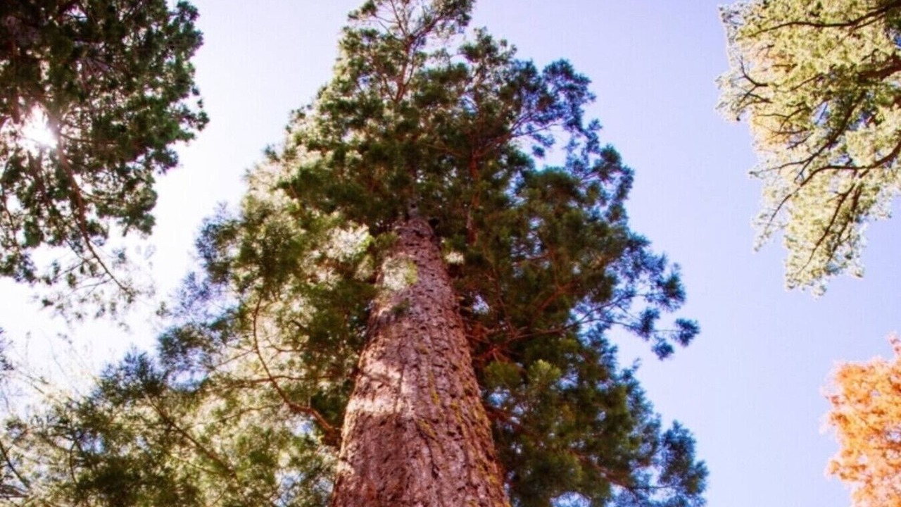 Photo of Others in Groveland