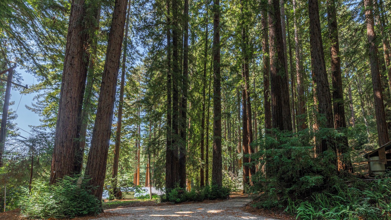 Photo of Outdoor in Los Gatos