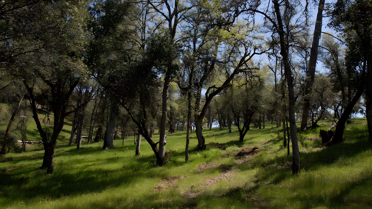 Photo of Others in Midpines