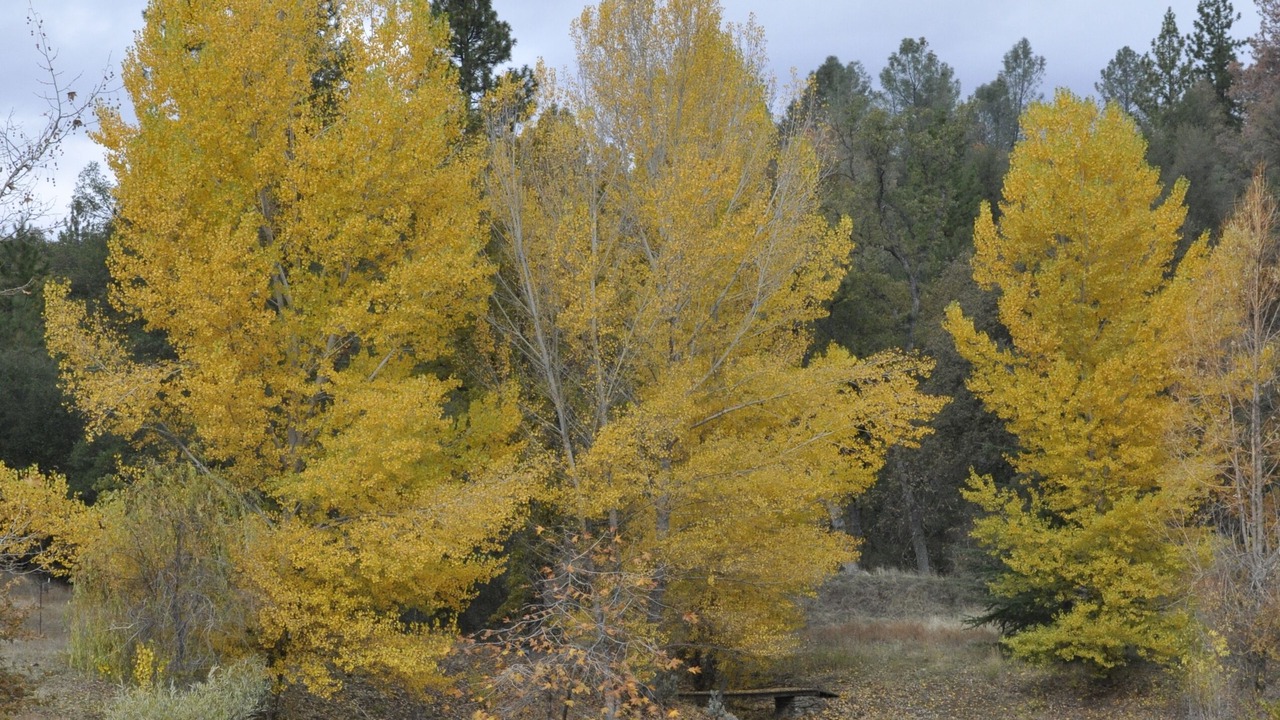Photo of Others in North Fork