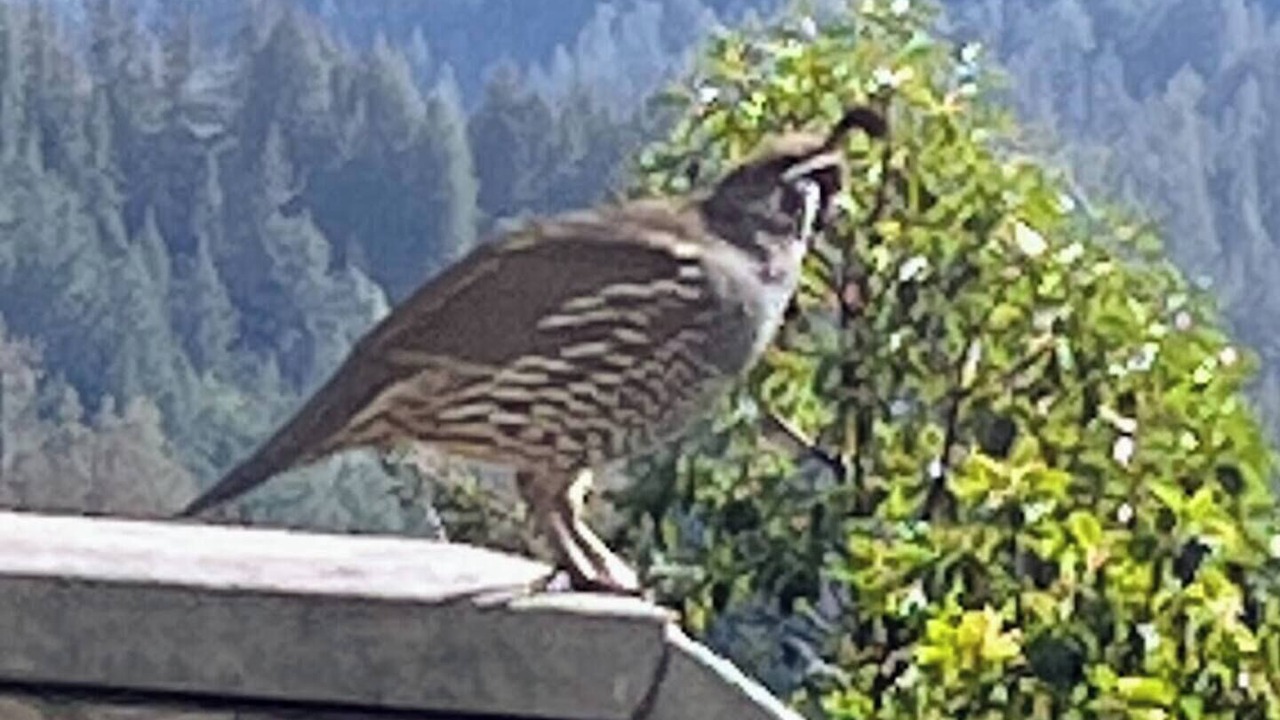 Photo of Others in Los Gatos