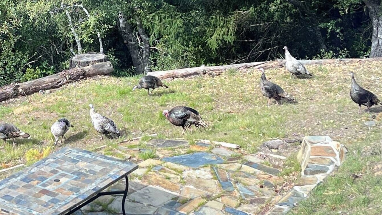 Photo of Outdoor in Los Gatos