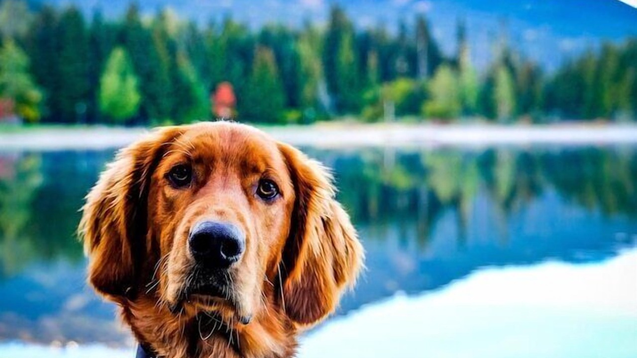 Photo of Others in Shaver Lake
