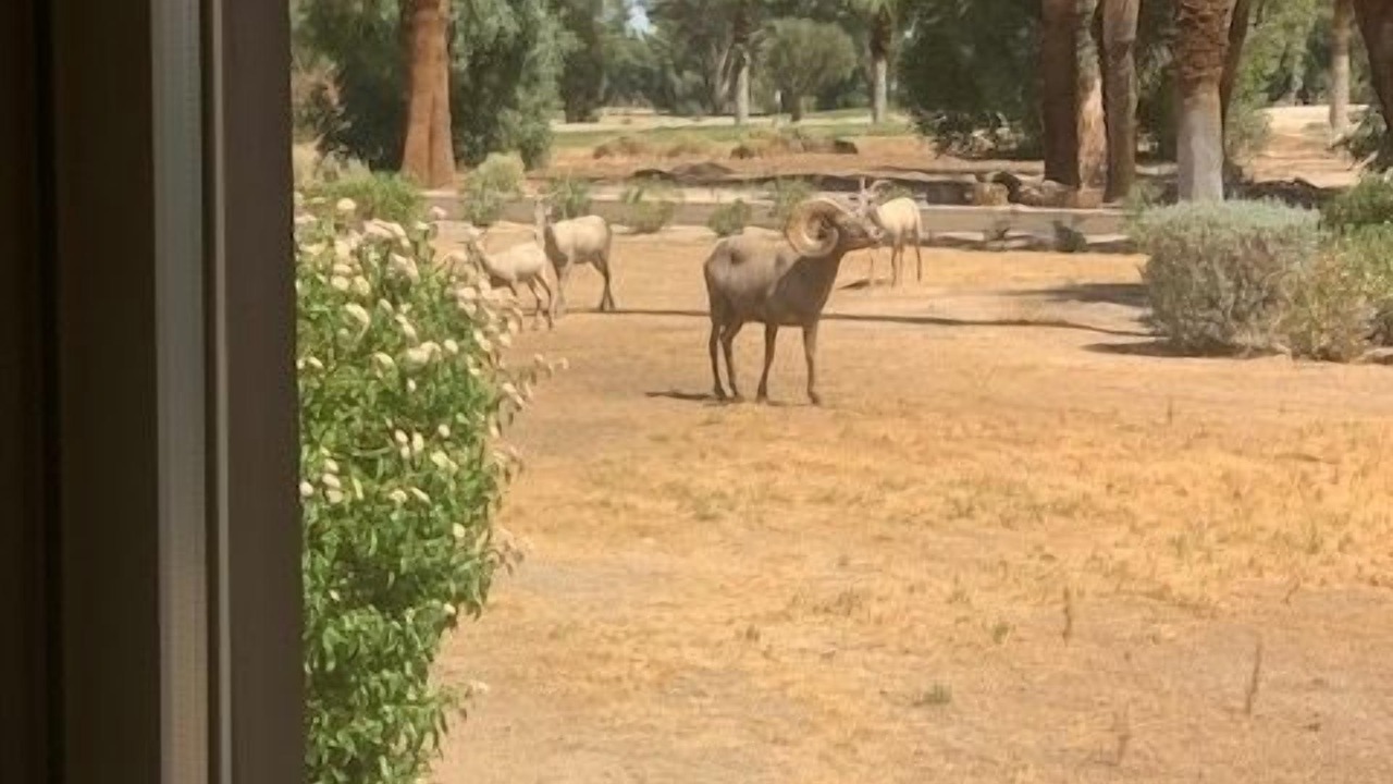 Photo of Others in Borrego Springs
