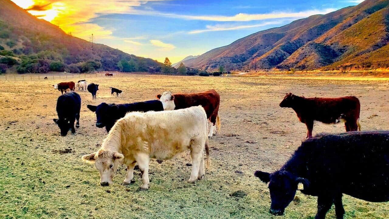 Photo of Others in Ojai