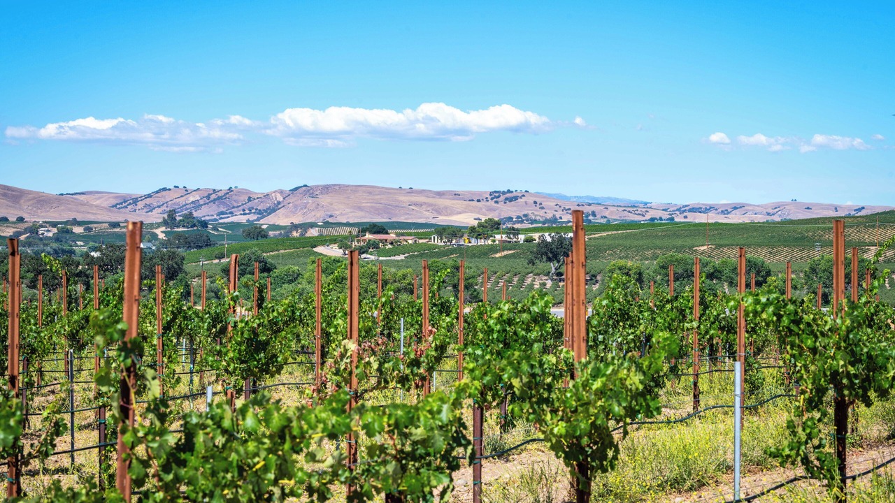 Photo of Others in Paso Robles