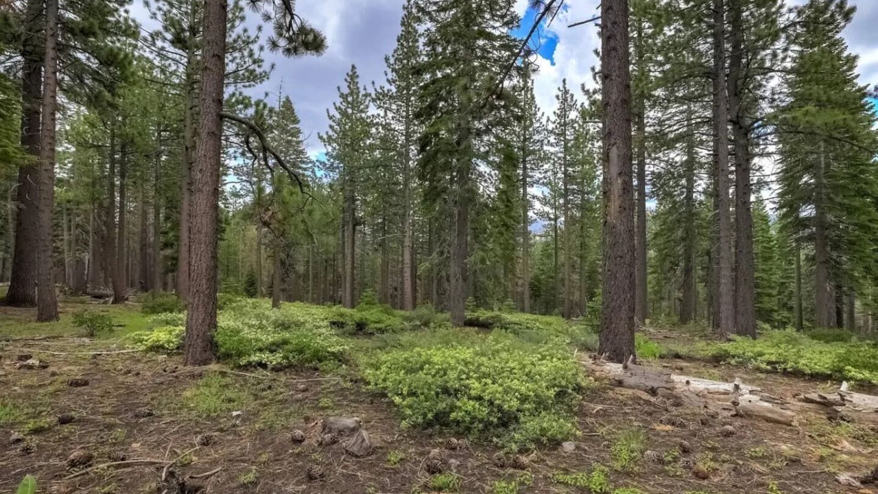 Photo of Others in North Upper Truckee