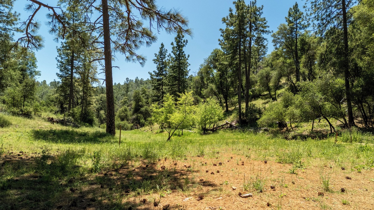 Photo of Others in Mariposa