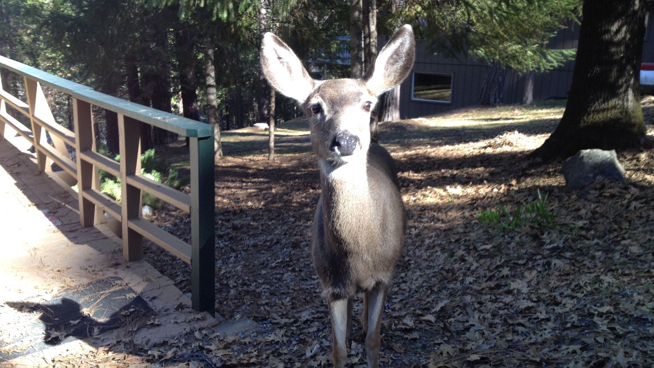 Photo of Outdoor in Groveland