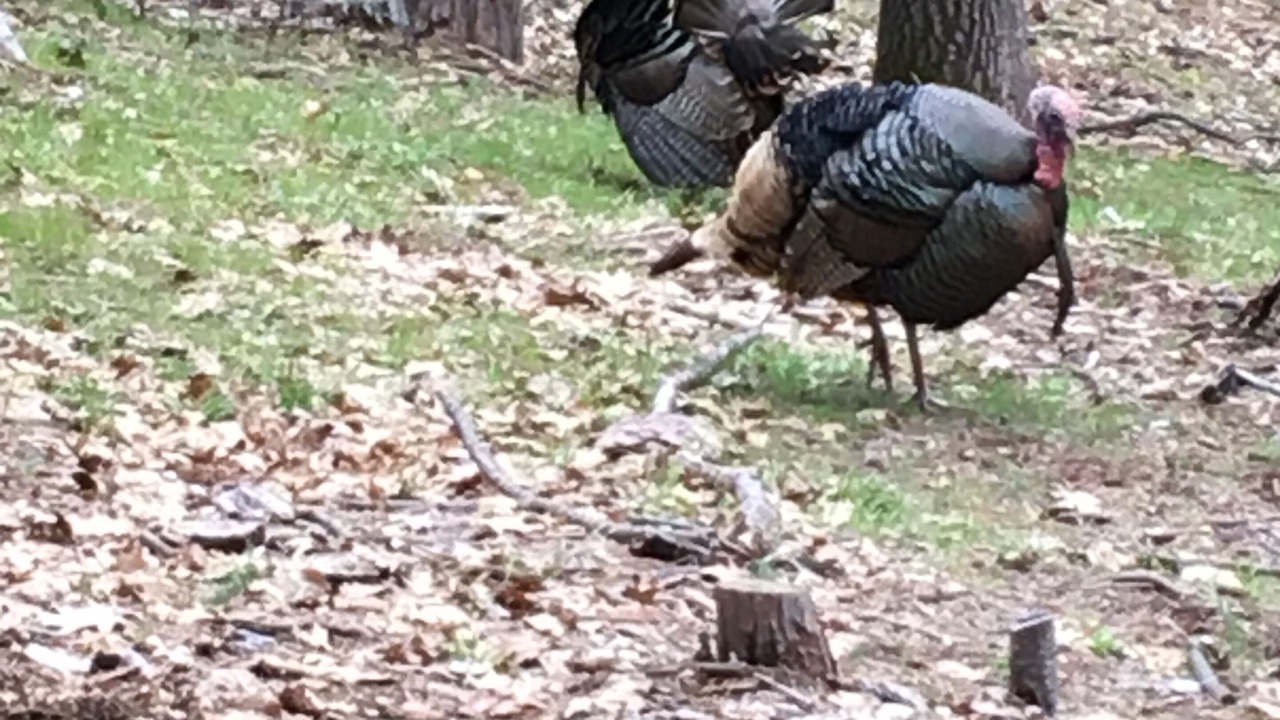 Photo of Others in Groveland