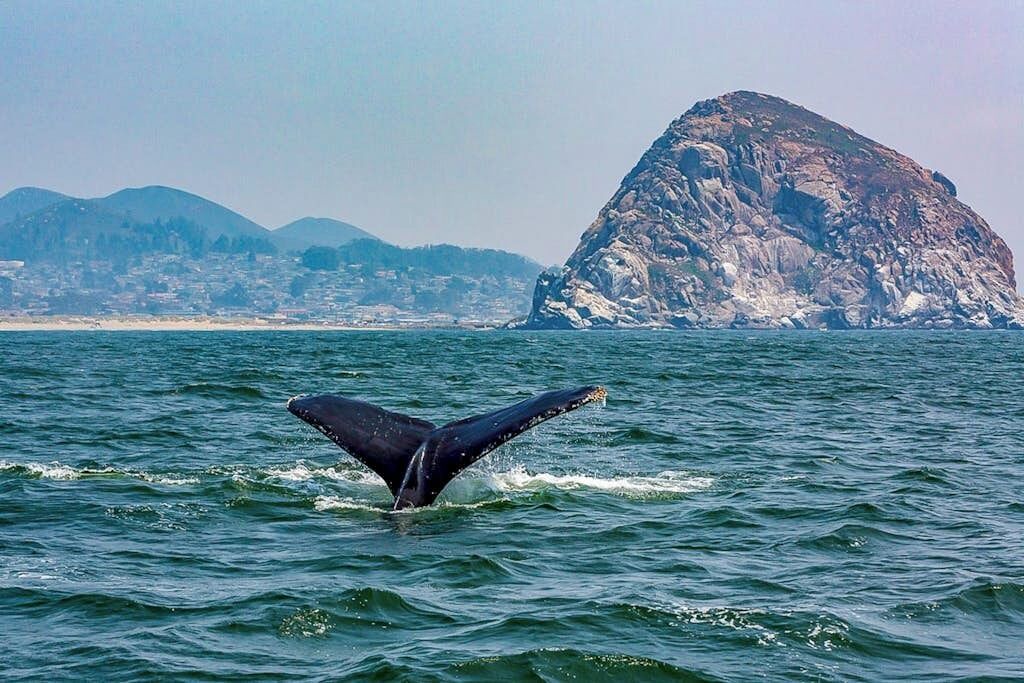Photo of Others in Morro Bay