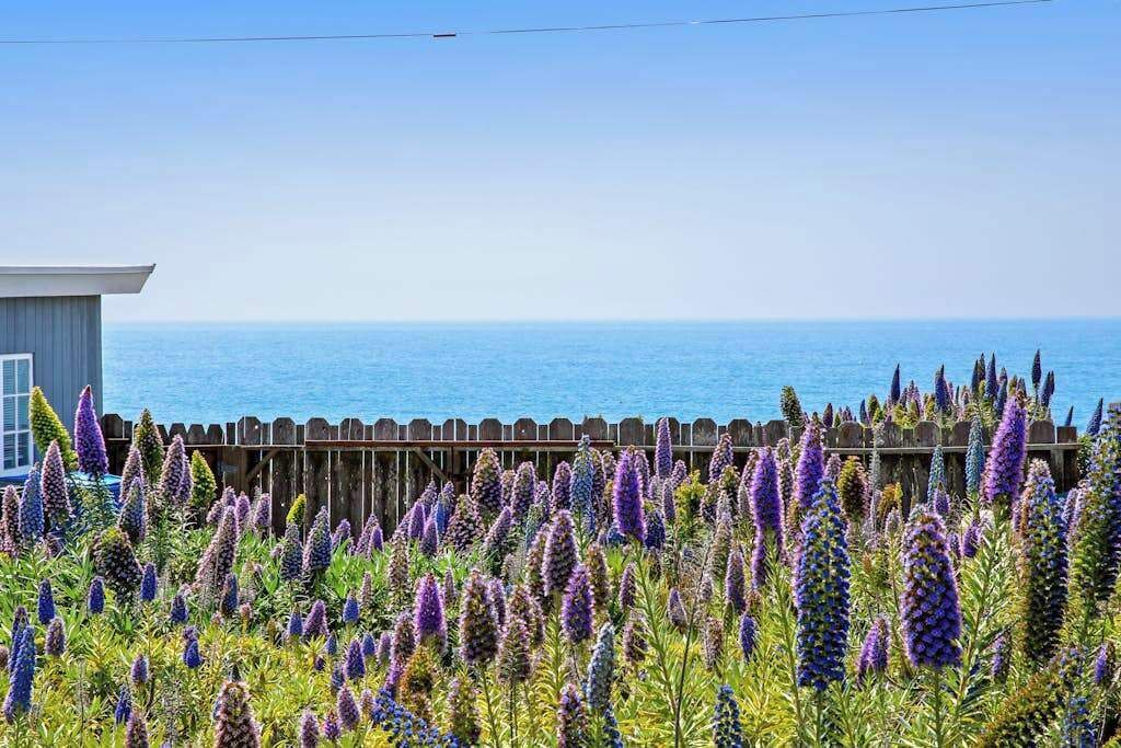 Photo of Others in Bodega Bay