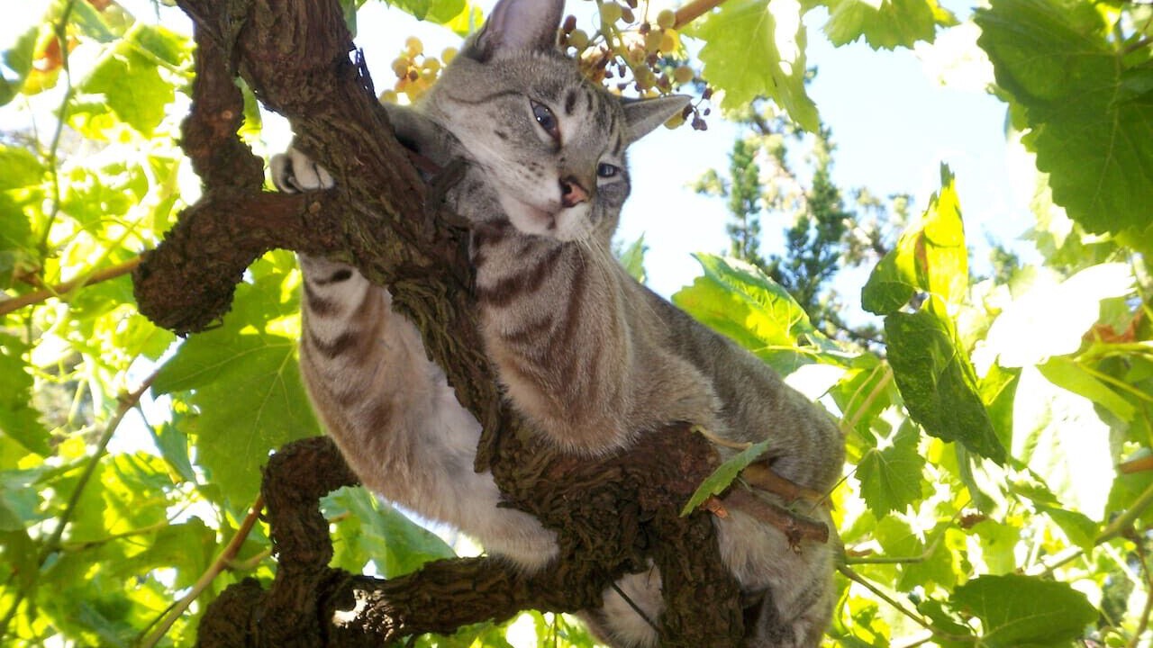 Photo of Others in Sonoma