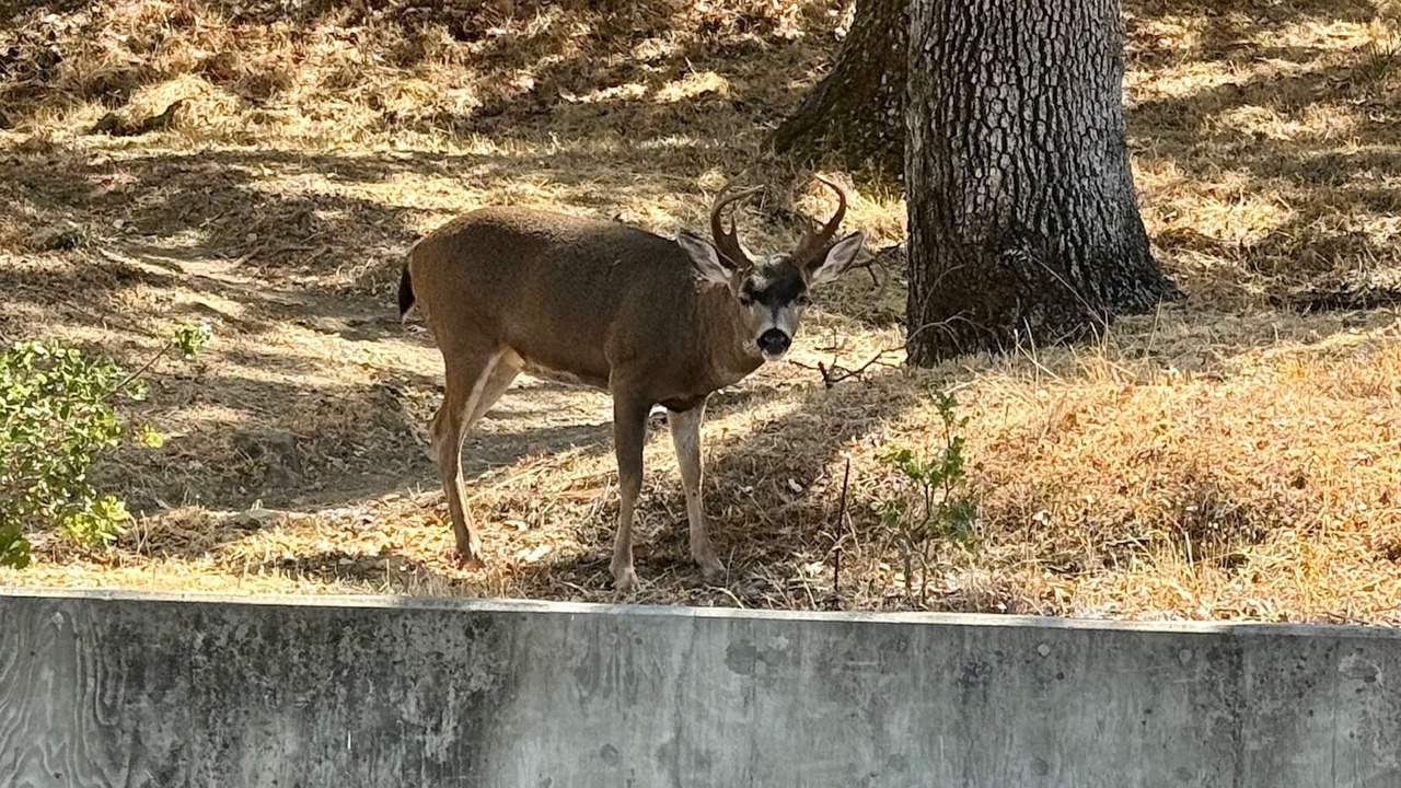 Photo of Others in San Rafael