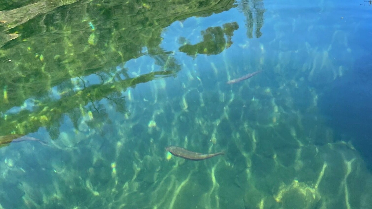 Photo of Others in Grass Valley