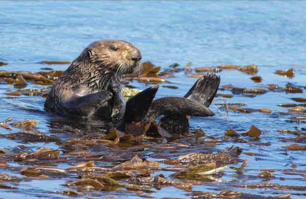 Photo of Others in Morro Bay