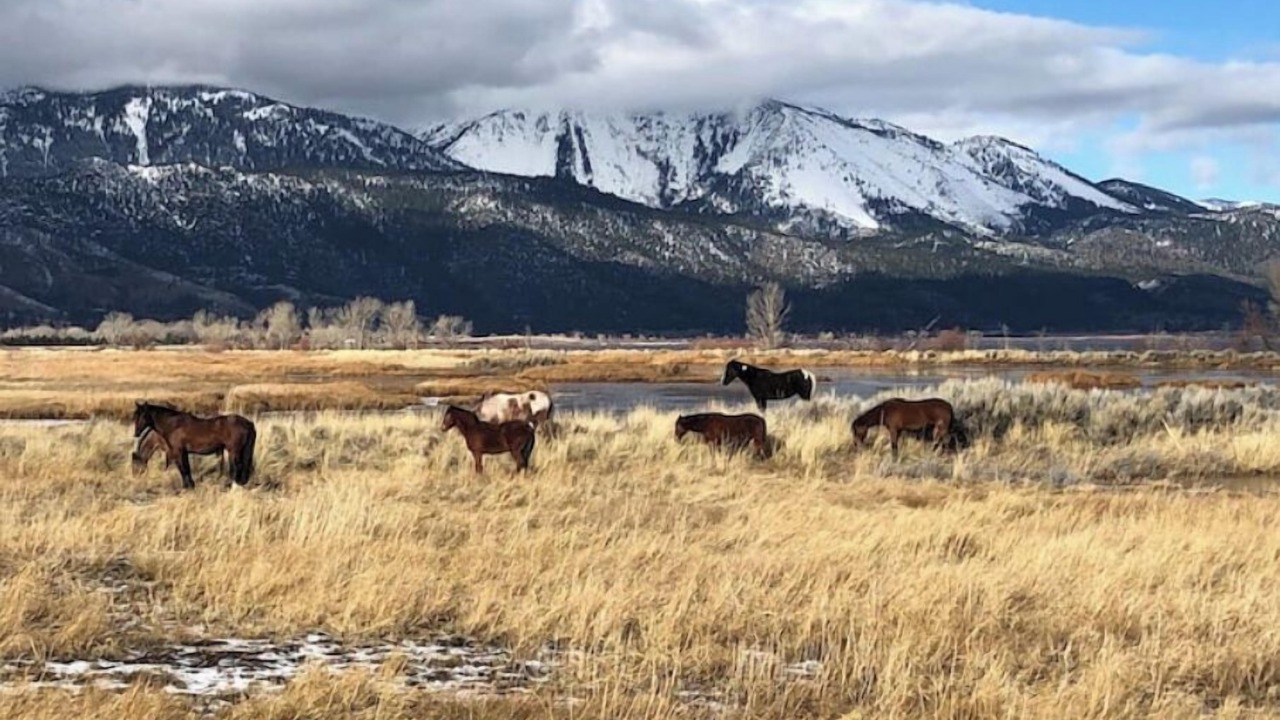 Photo of Others in New Washoe City