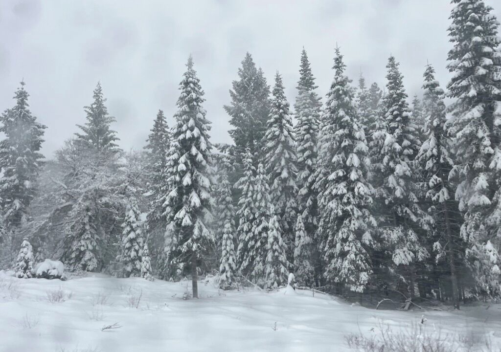 Photo of Others in Mount Shasta