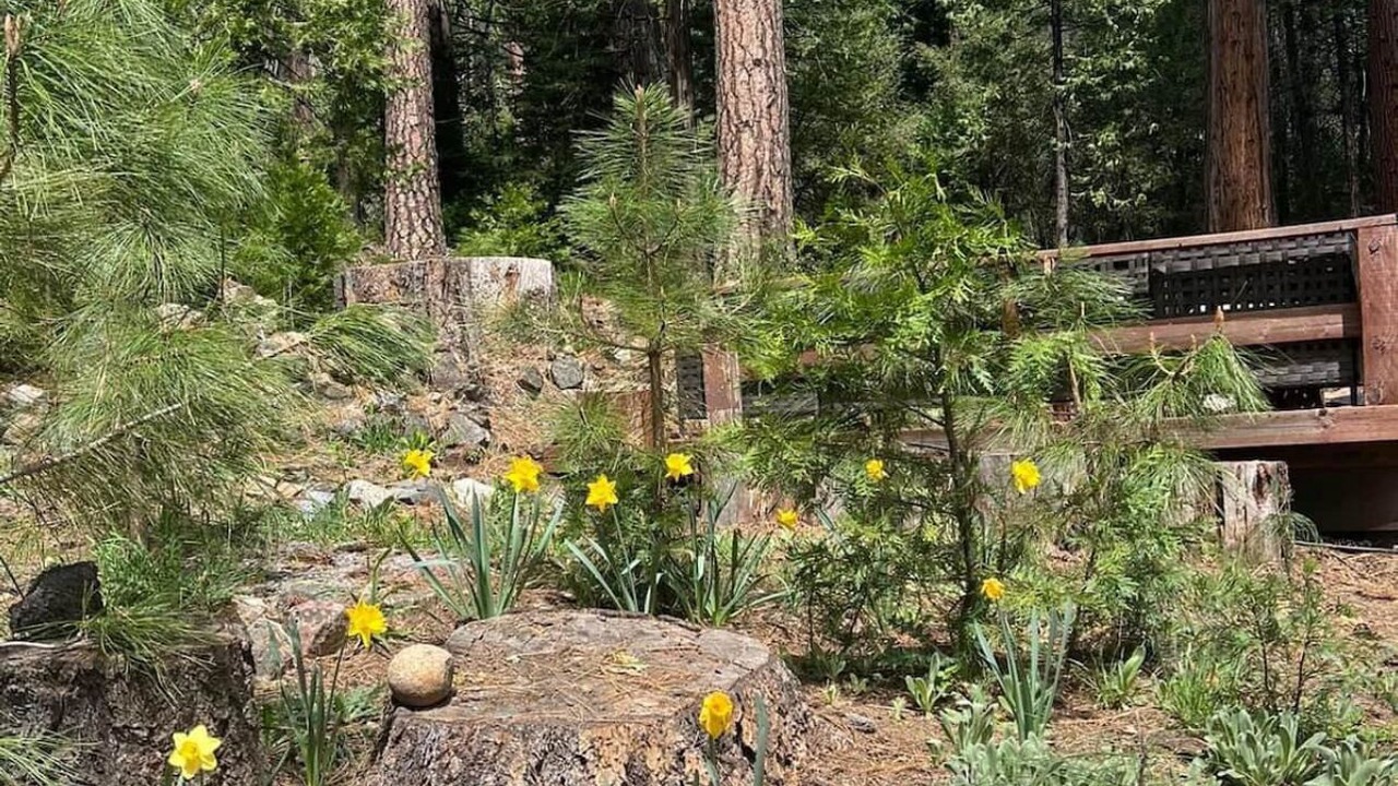 Photo of Outdoor in Kyburz