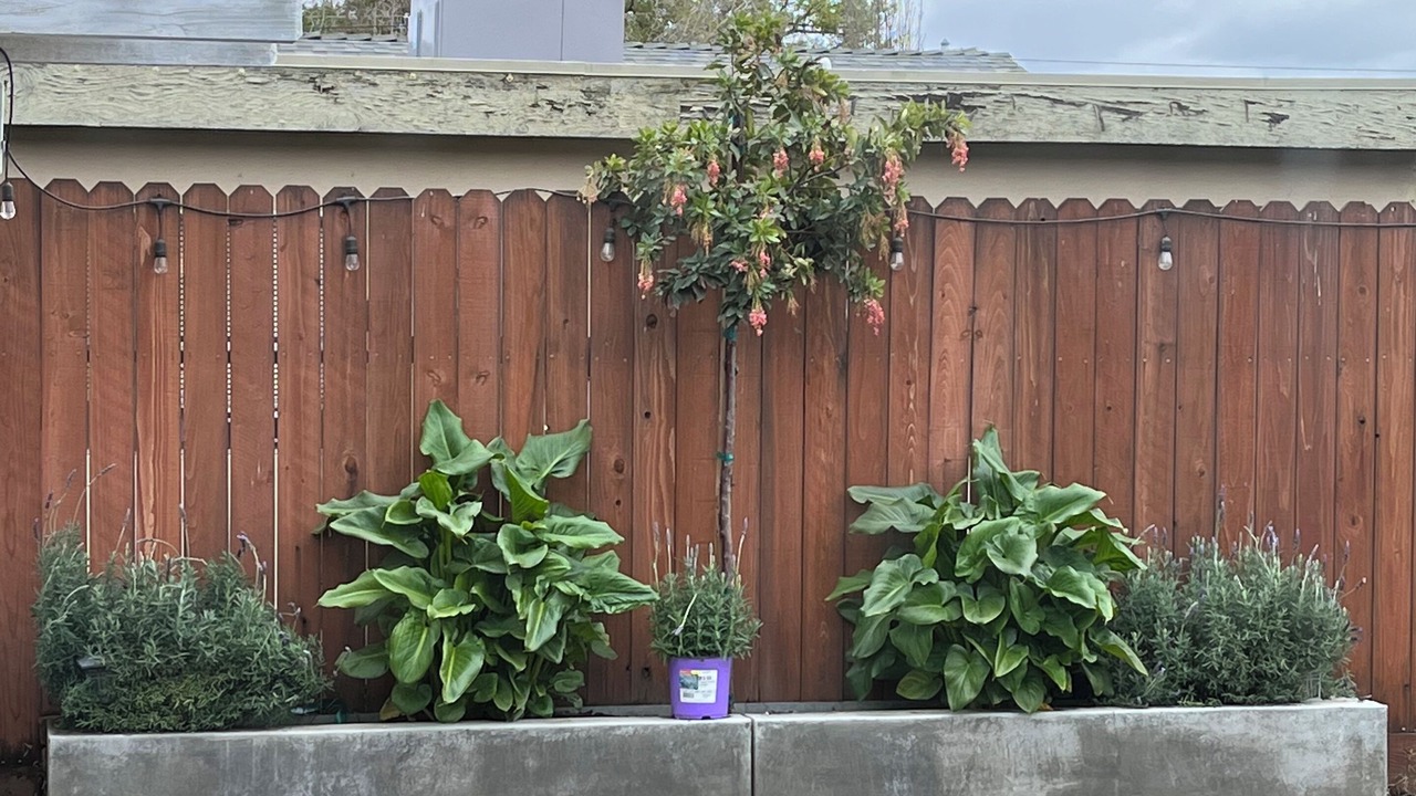 Photo of Outdoor in Ceres