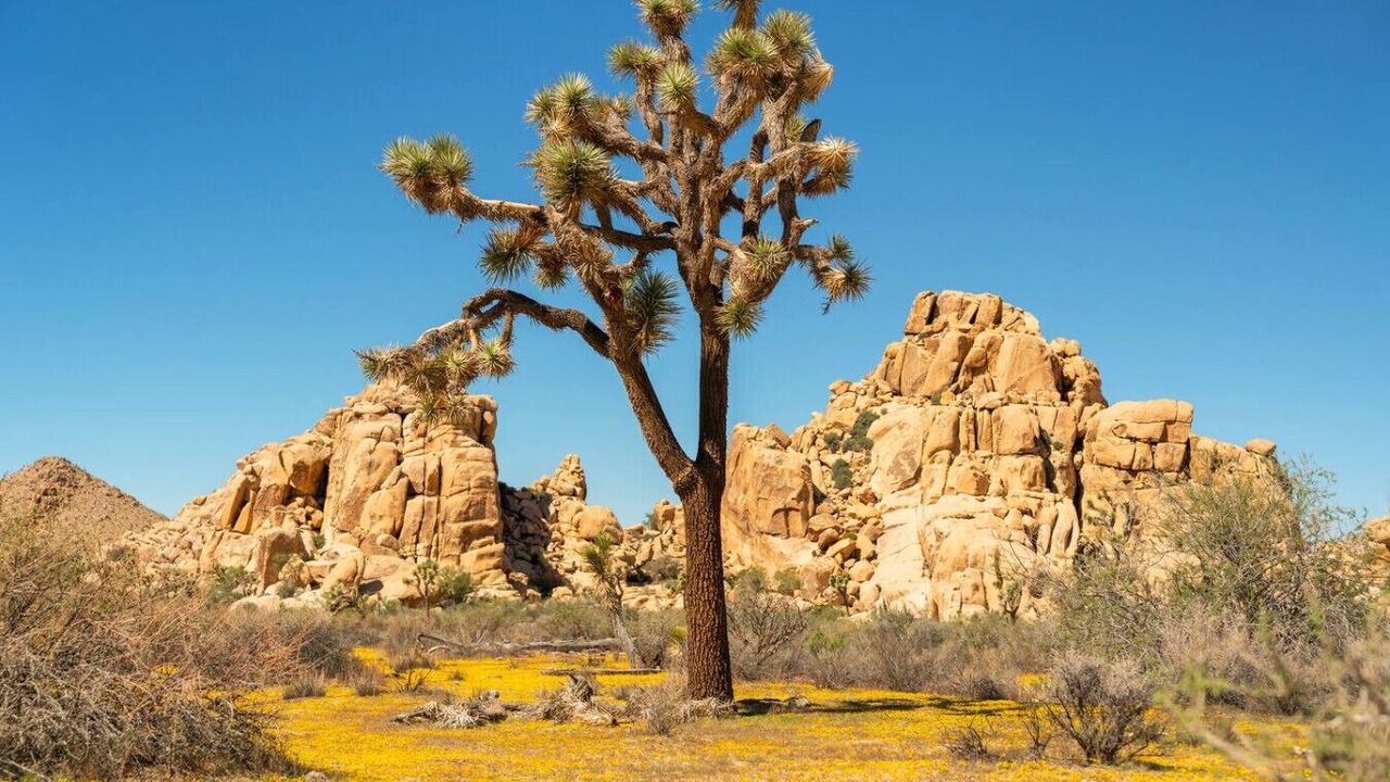 Photo of Others in Twentynine Palms