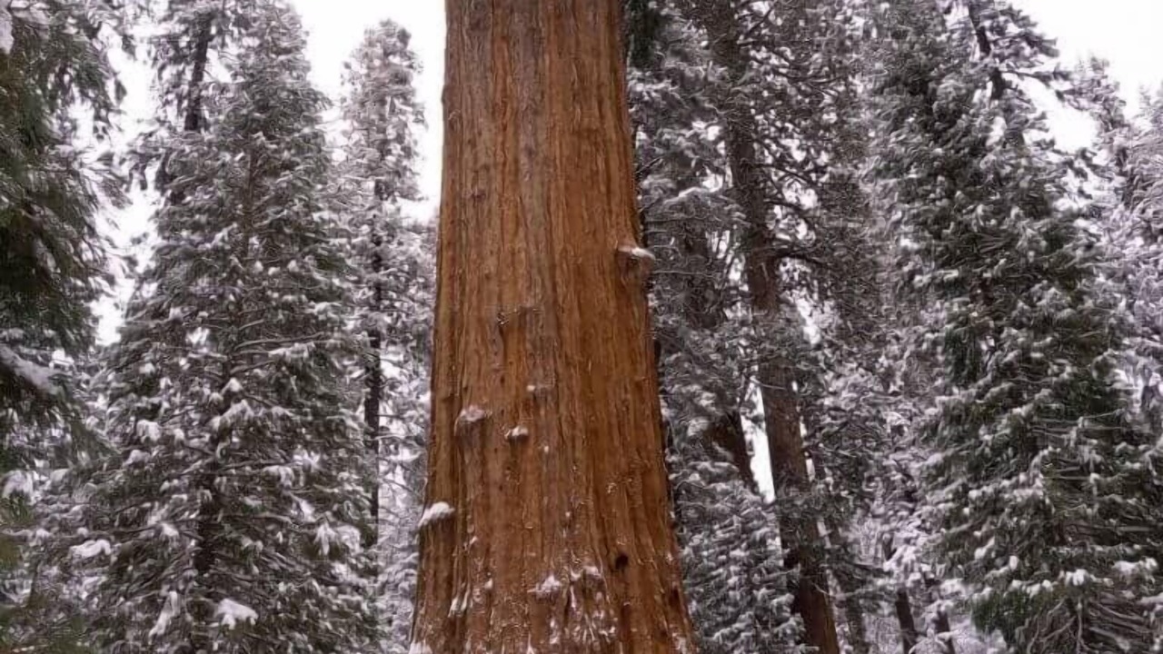 Photo of Others in Yosemite Forks