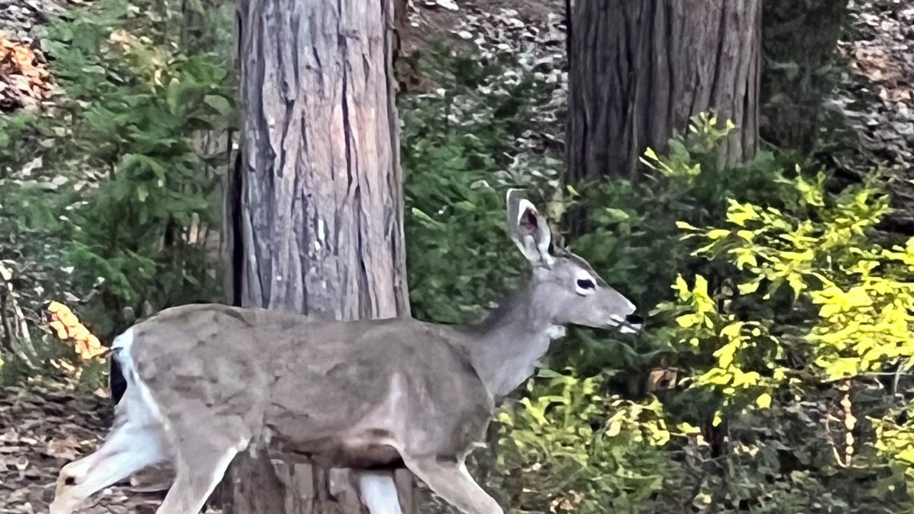 Photo of Outdoor in Twain Harte