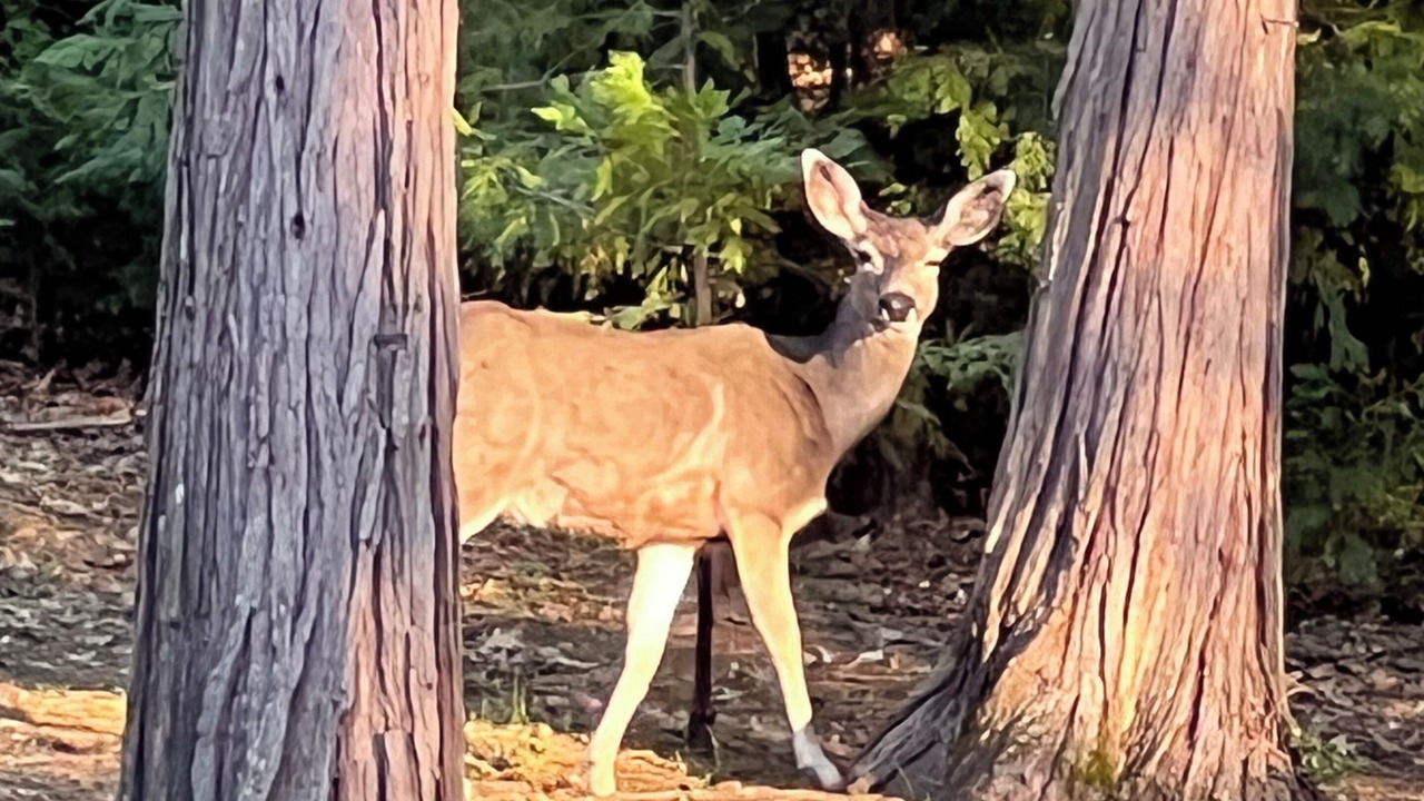 Photo of Outdoor in Twain Harte