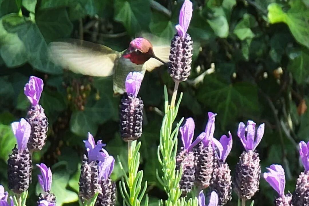 Photo of Outdoor in San Rafael