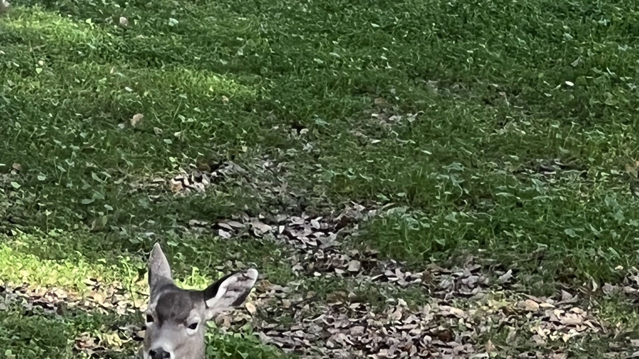 Photo of Outdoor in Oakhurst
