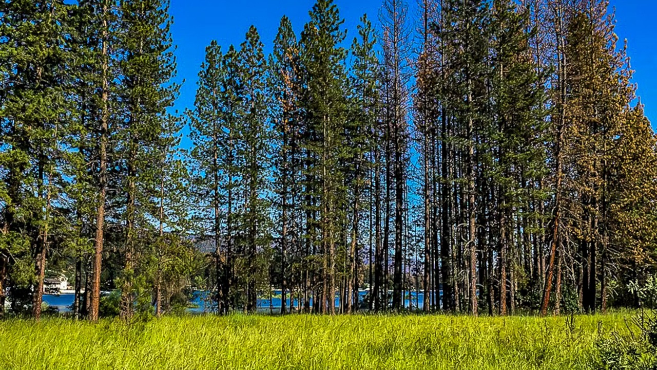 Photo of Others in Bass Lake