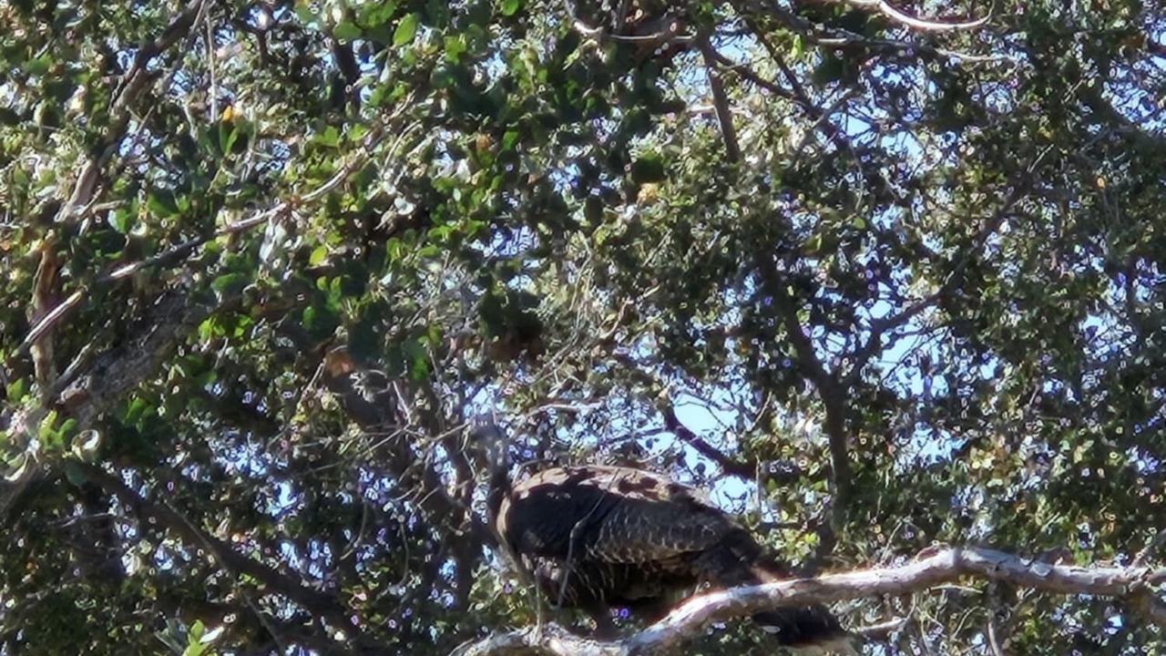 Photo of Others in Squaw Valley