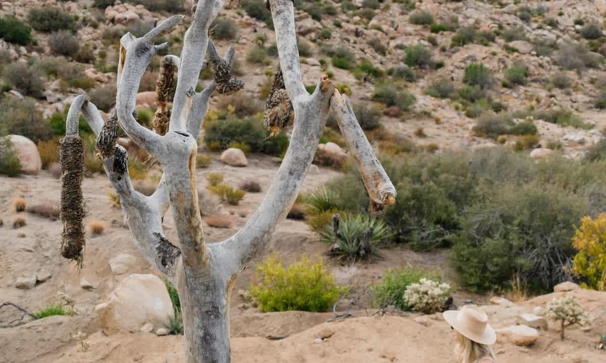 Photo of Others in Pioneertown