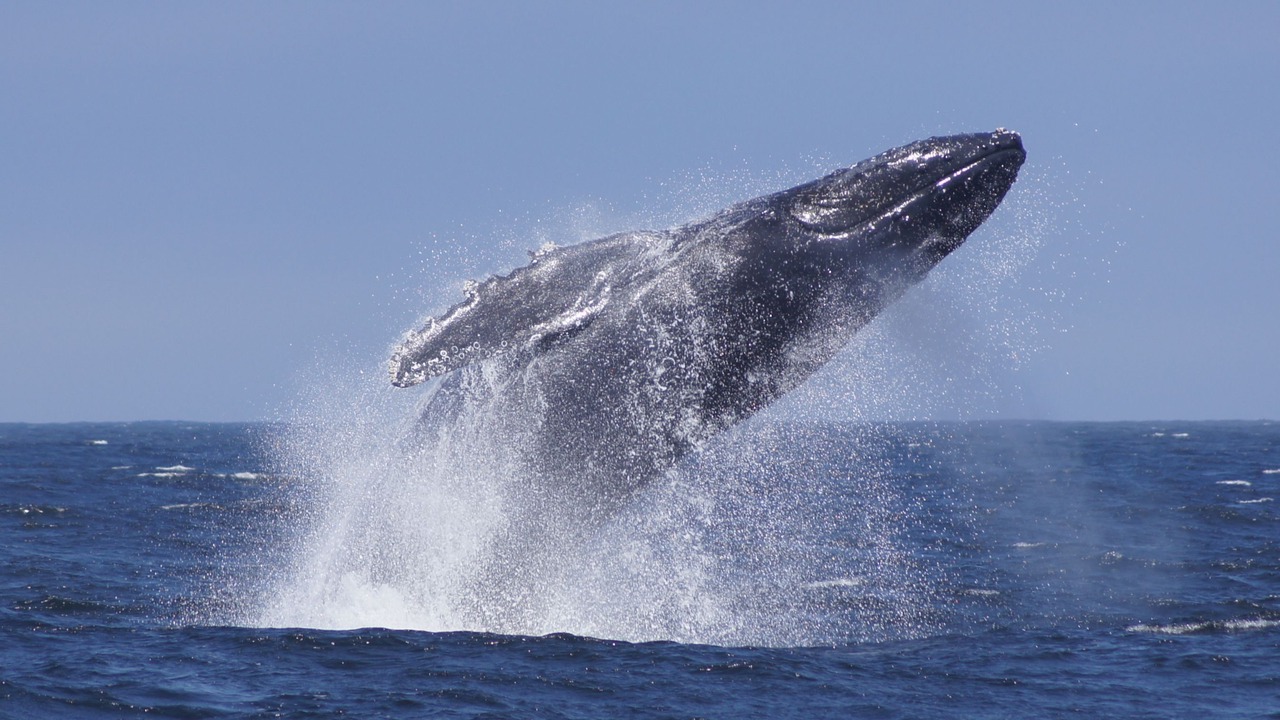 Photo of Others in Aptos