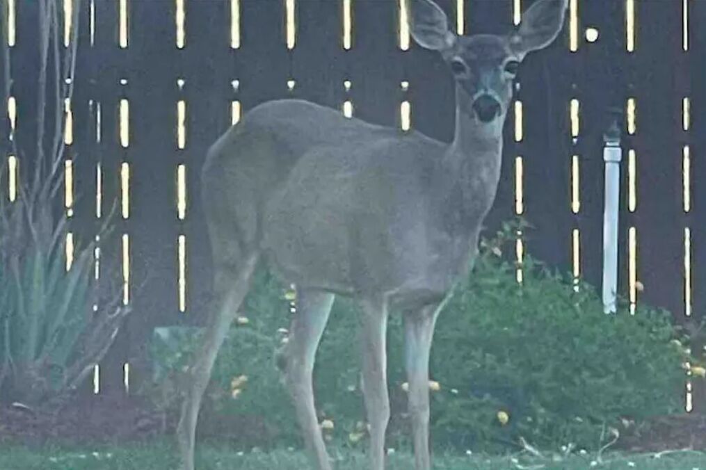 Photo of Others in Red Bluff